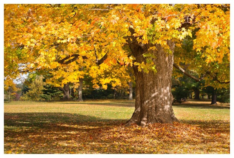Large Maple Tree — Yellow