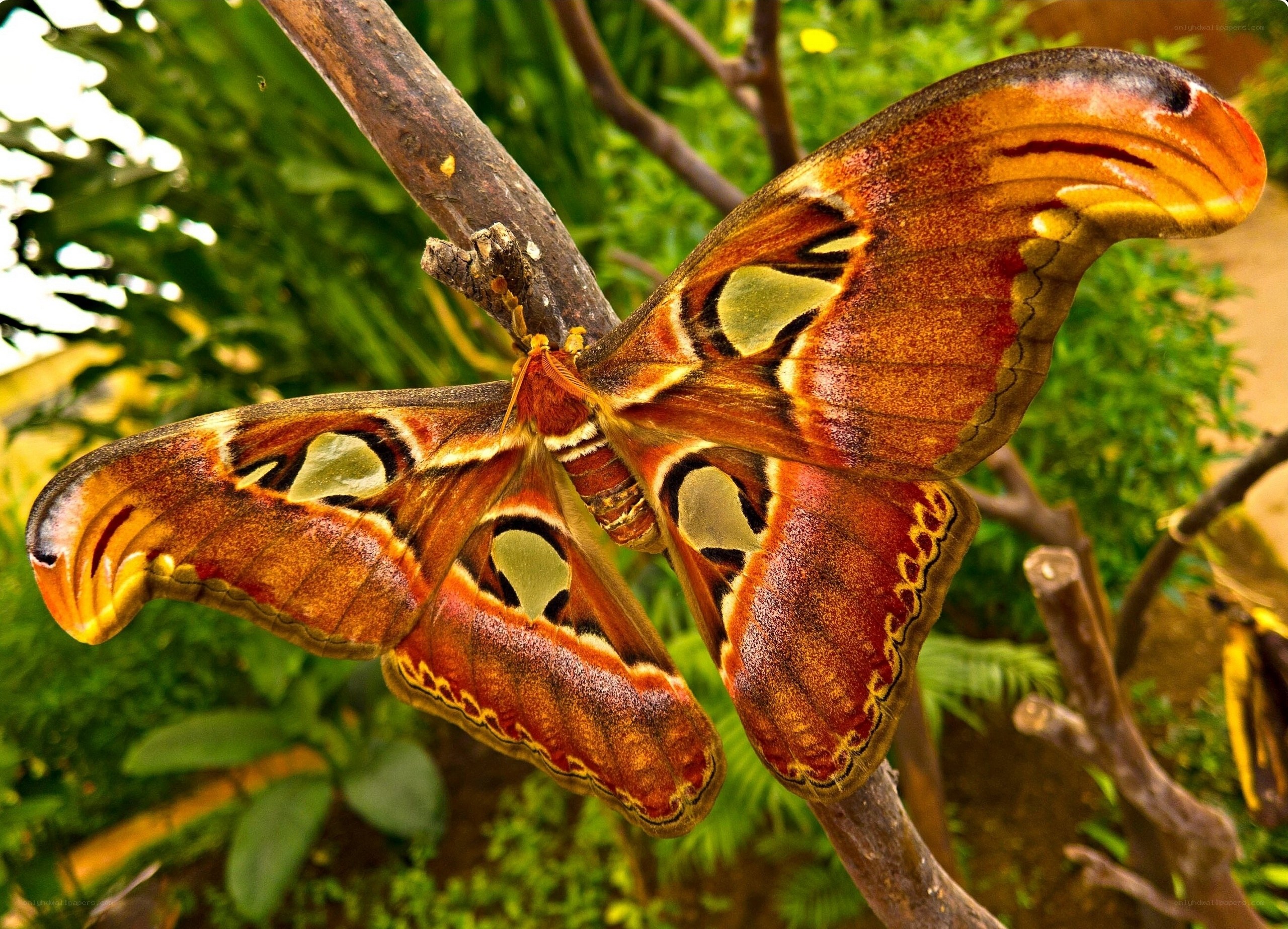 large moth on a branch