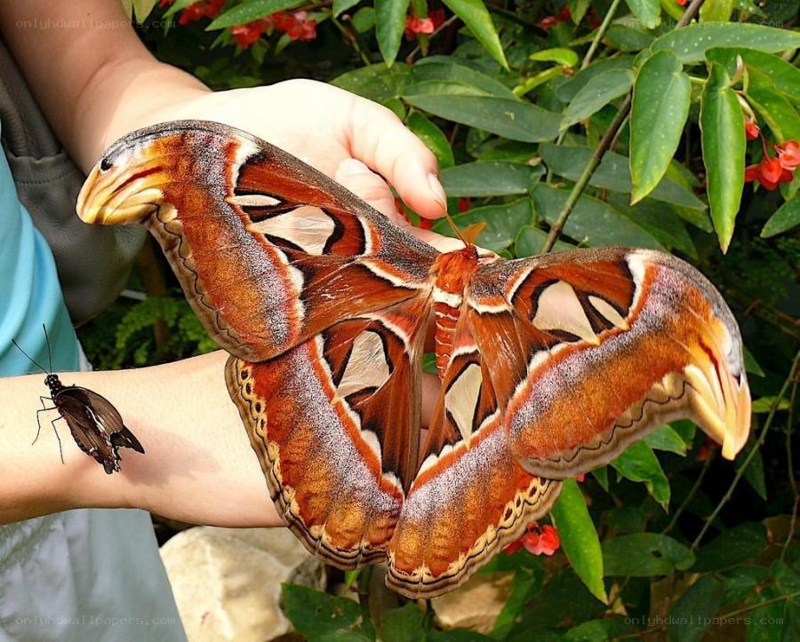 Large moth on a person's hand