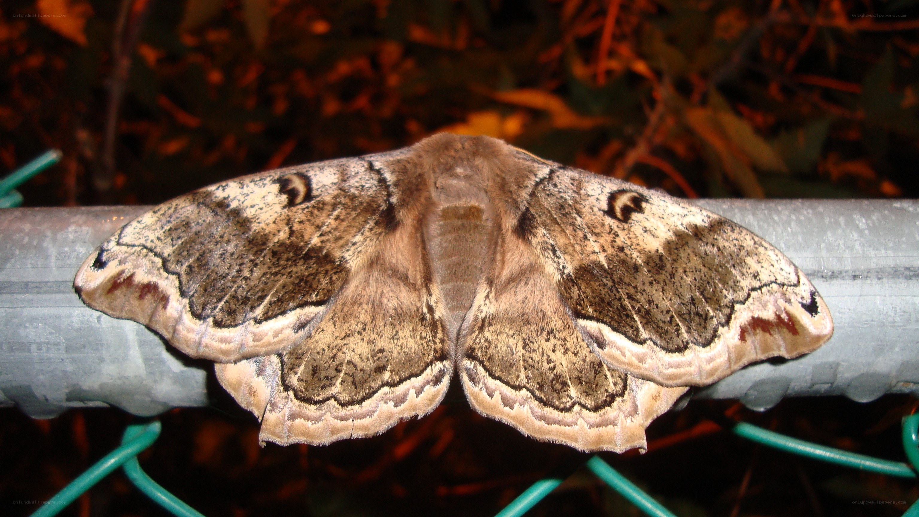large moth on a pipe