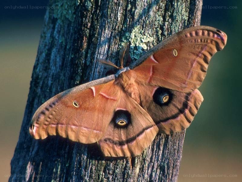 Large moth on a tree trunk
