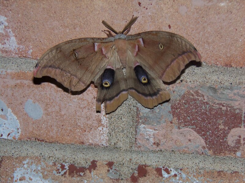 Large Moth on Brick Wall