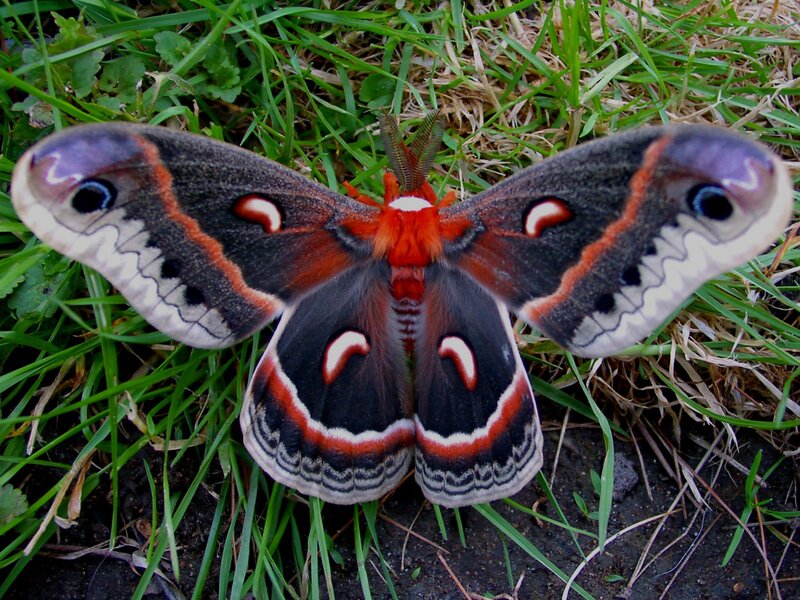 large moth on grass