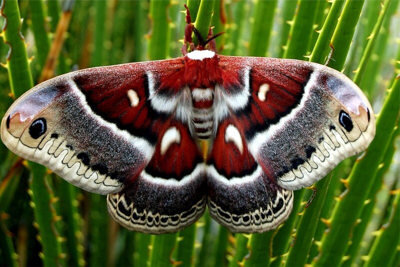 large moth on green plant