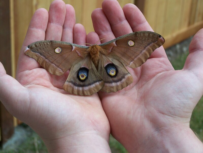 large moth on hands