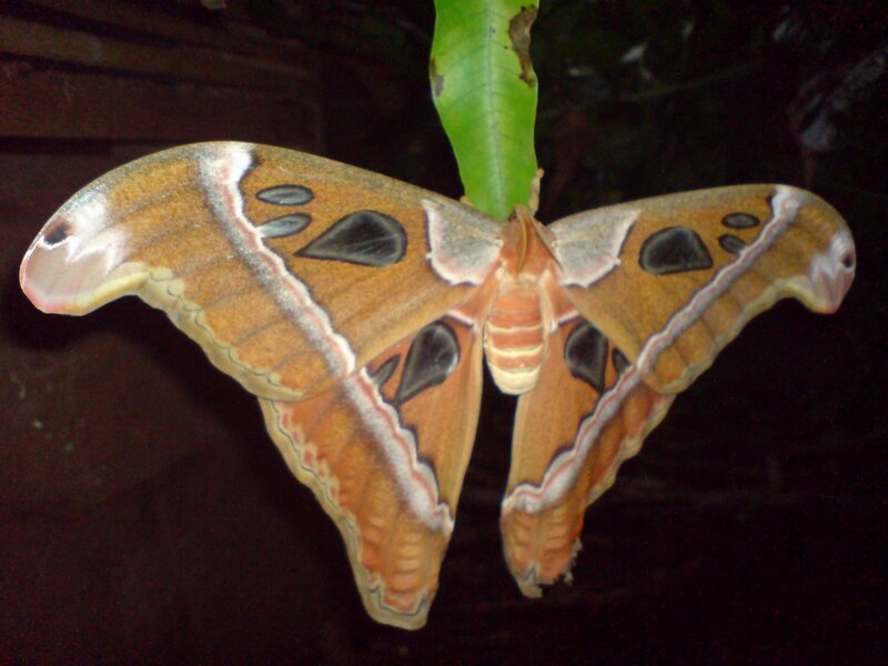 Large Moth on Leaf
