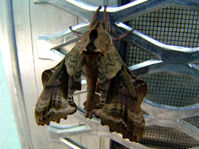 large moth on metal grate