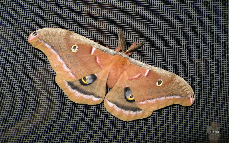 large moth on screen door