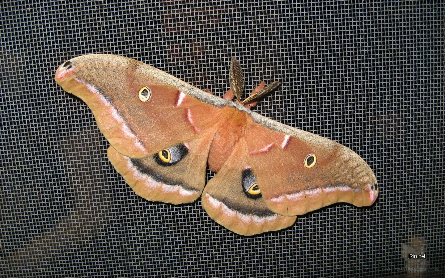 large moth on screen door