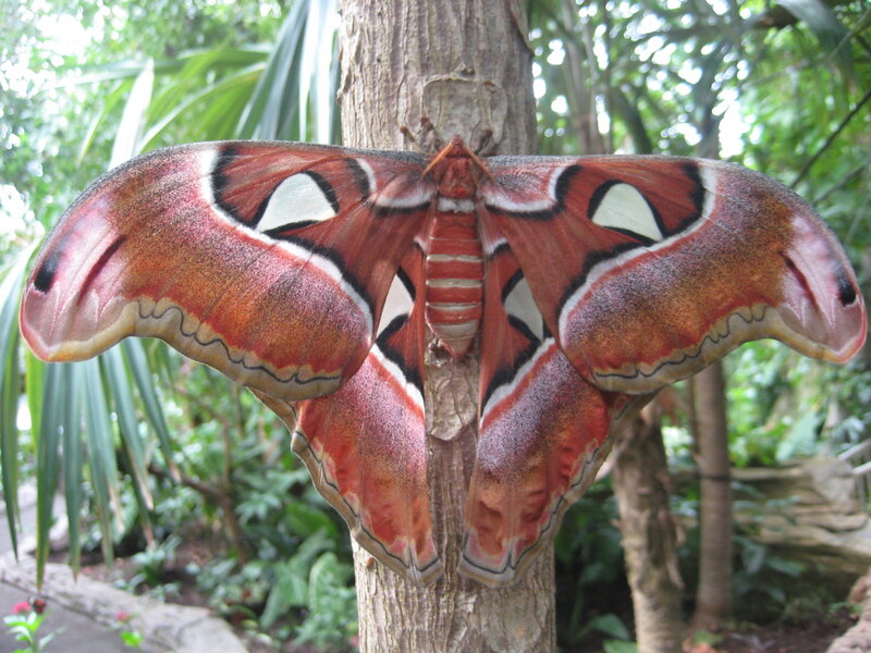 Large moth on tree trunk