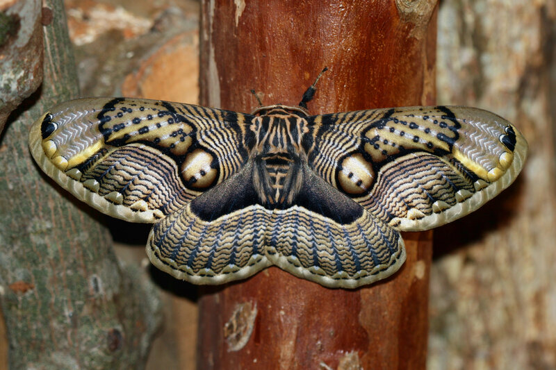 Large Moth on Tree Trunk — Brown