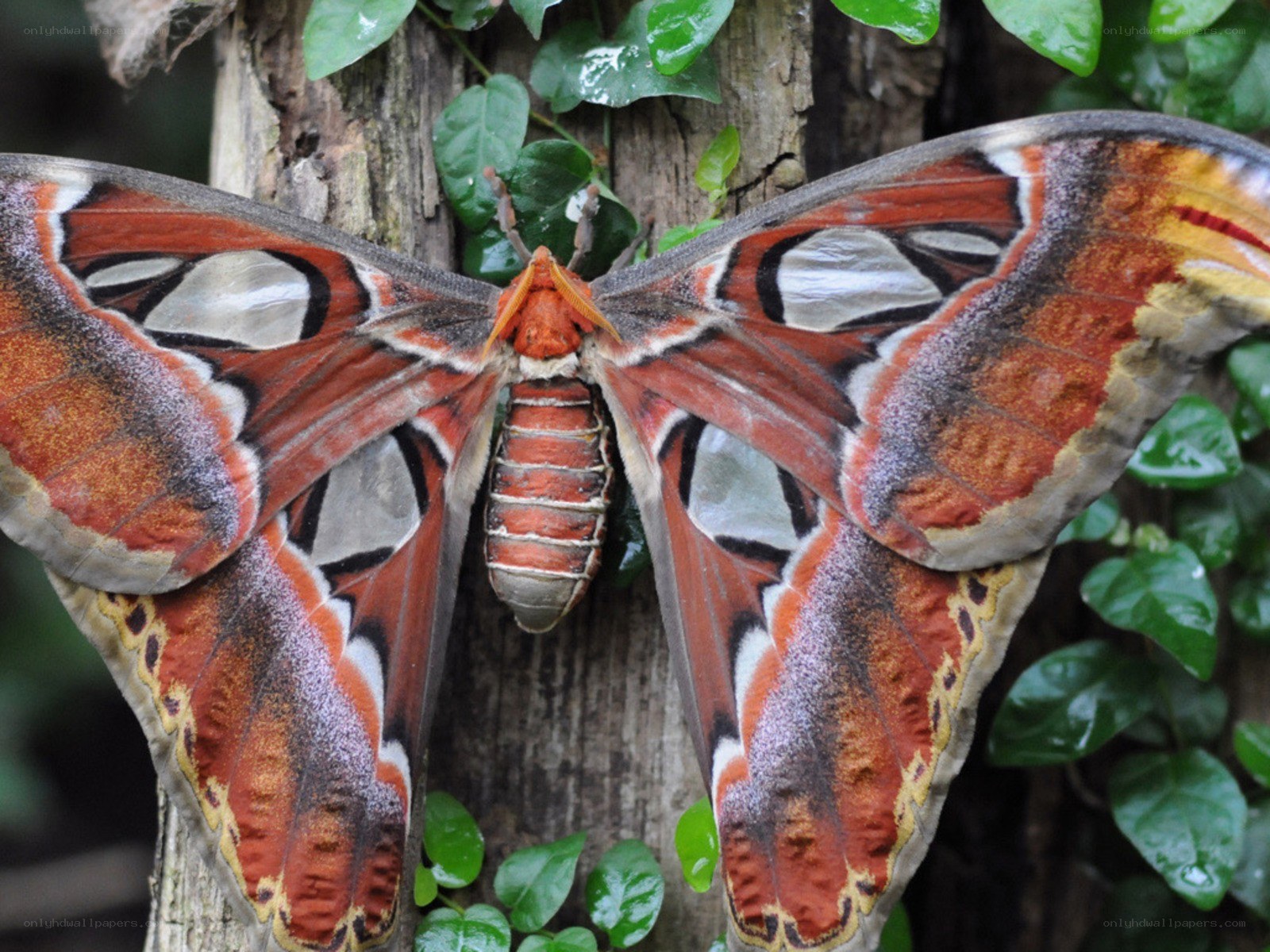 large moth on tree trunk