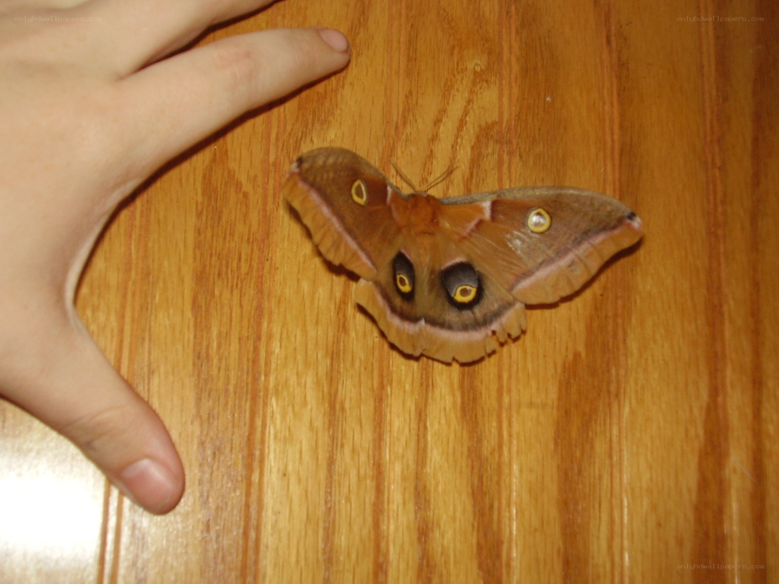 large moth on wooden surface