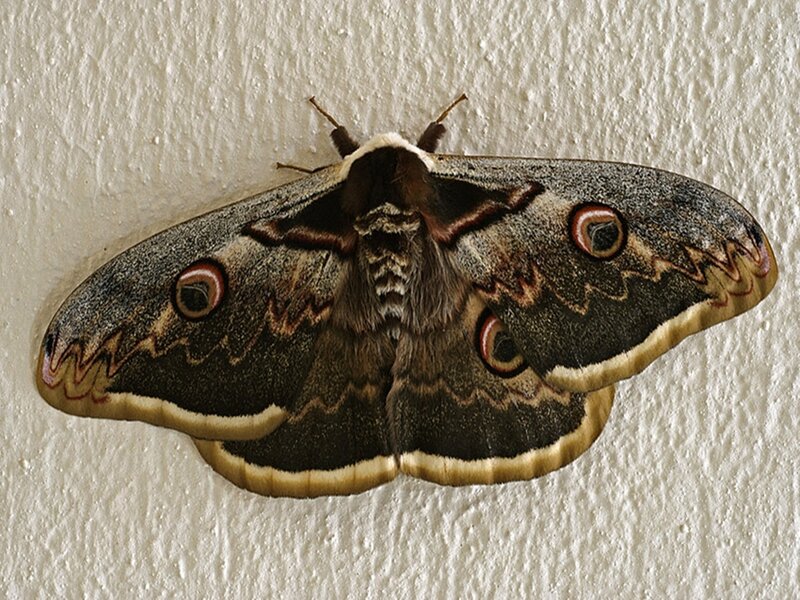 large moth with eye spots