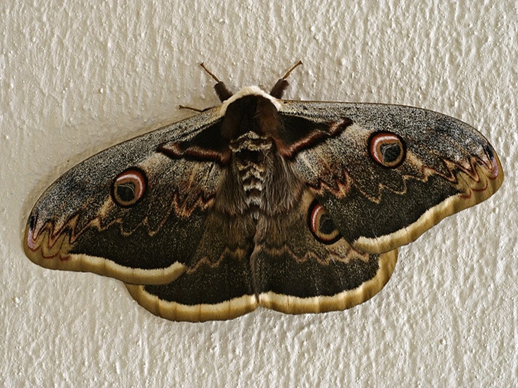 large moth with eye spots