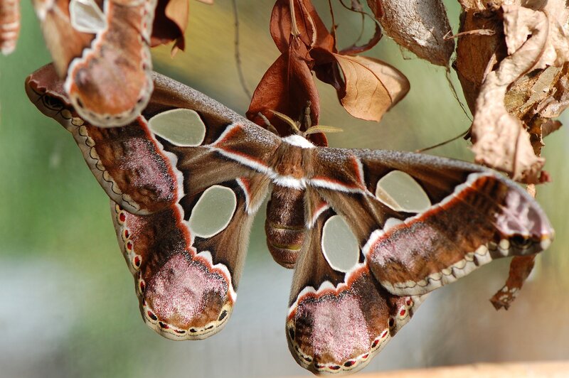 Large moth with eye spots