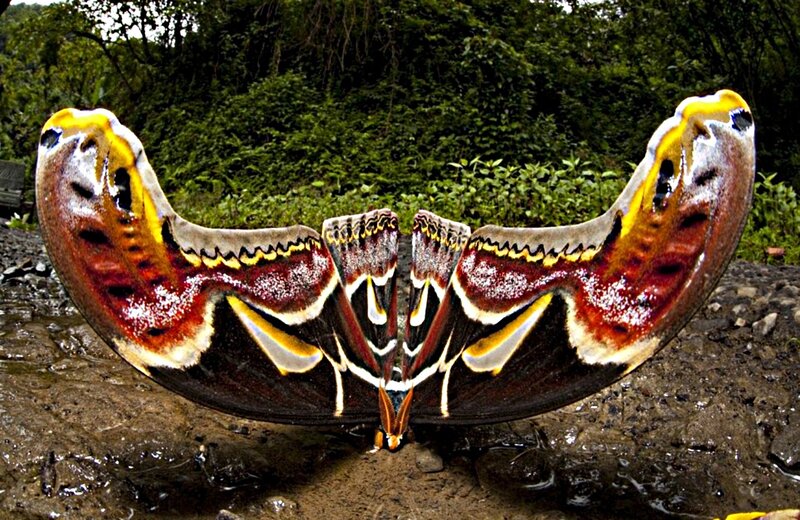 Large Moth with Spread Wings