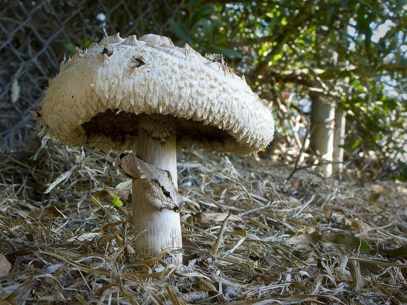 Large mushroom in dry grass