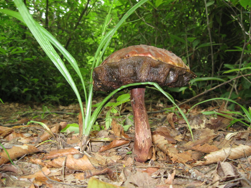 Large mushroom in forest
