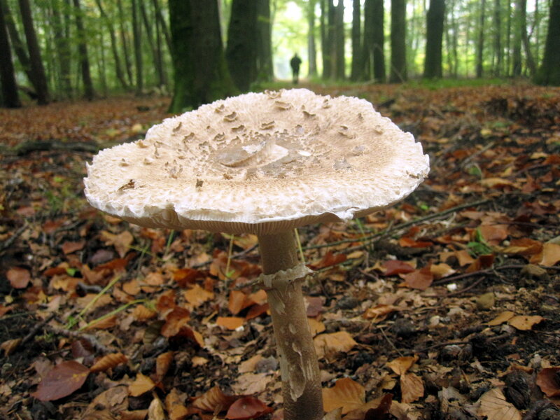 Large Mushroom in Forest — Brown