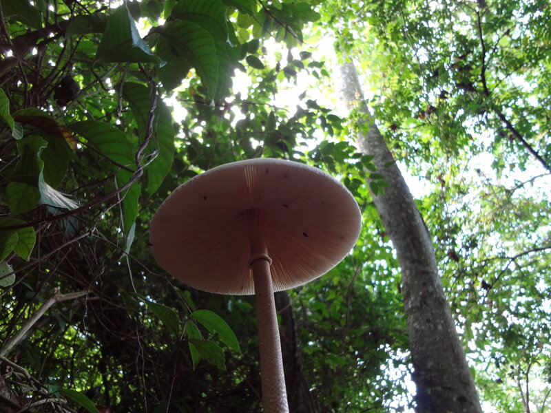Large Mushroom in Forest — Green