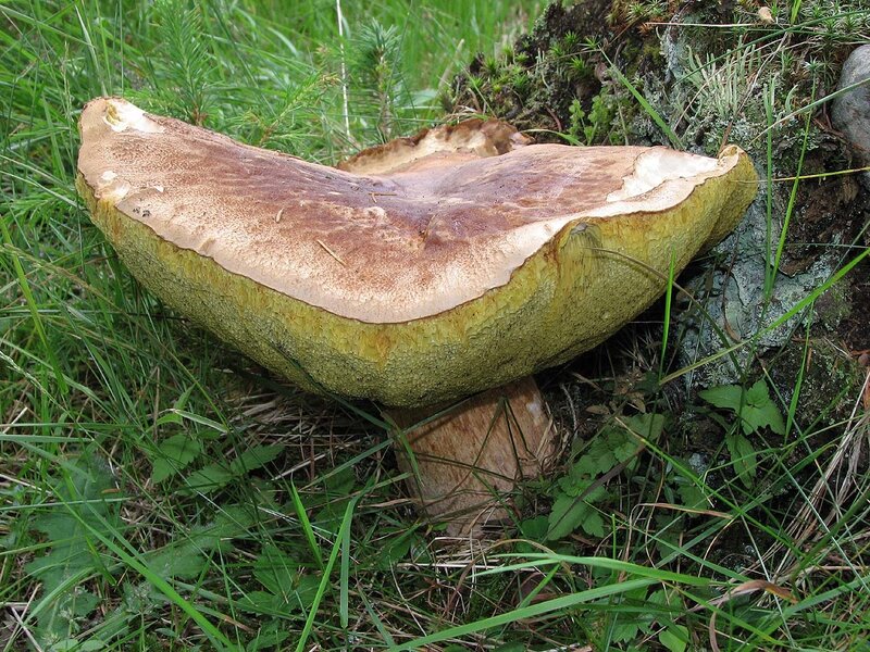 large mushroom in forest