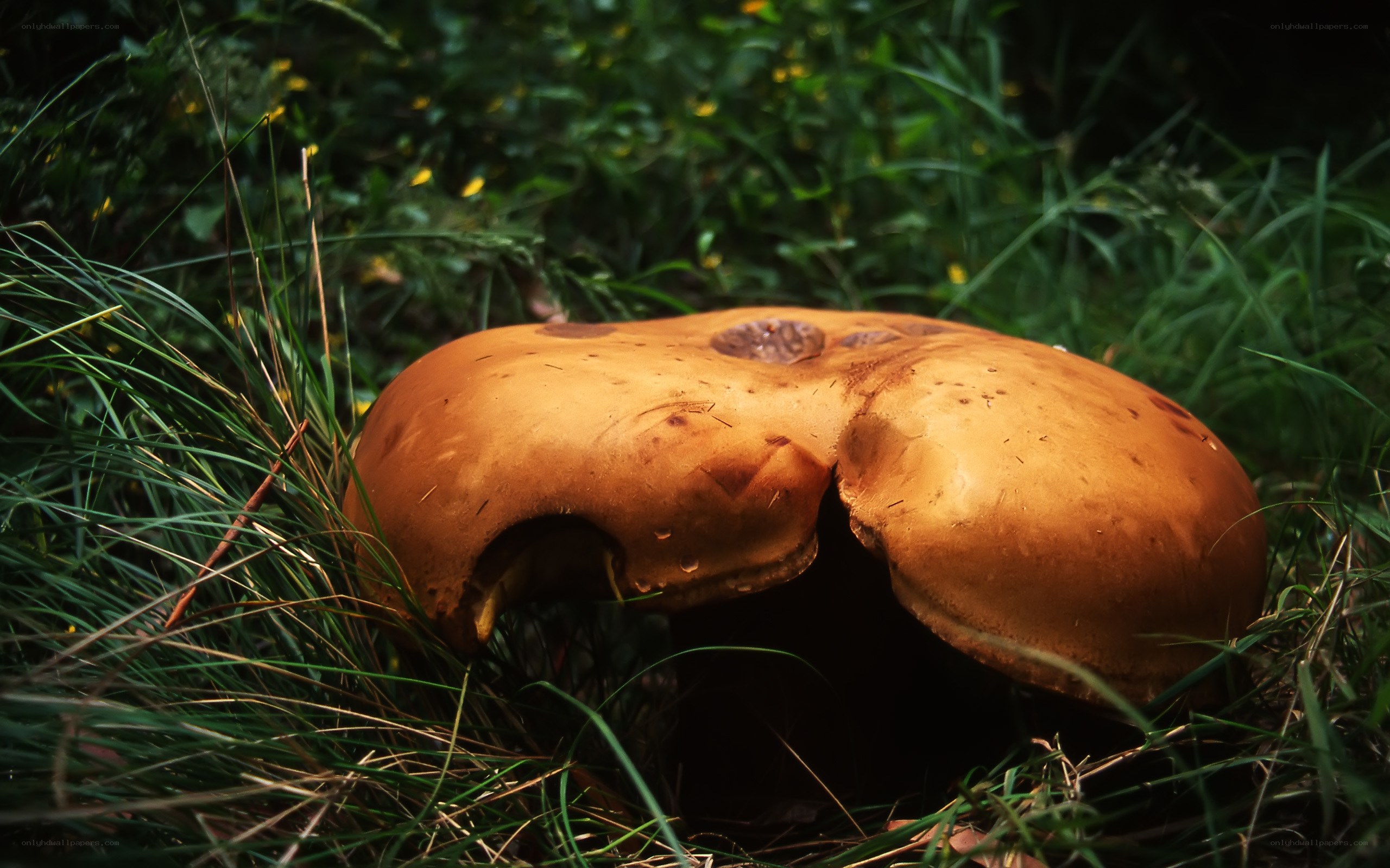 Large mushroom in grass