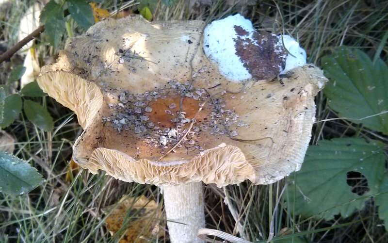 Large Mushroom in Grass — Brown, Natural