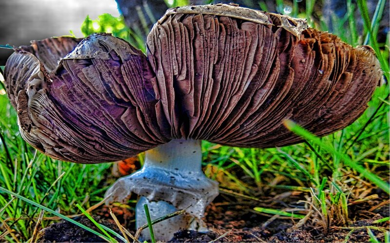Large Mushroom in Grass — Brown