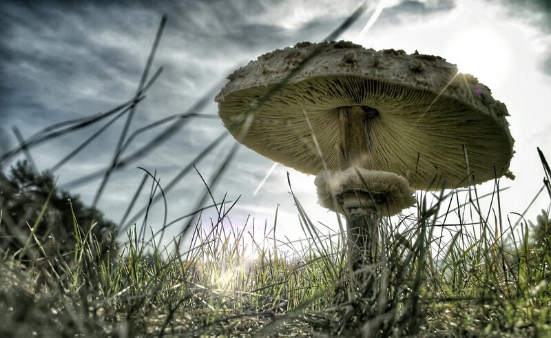 Large Mushroom in Grass — Green
