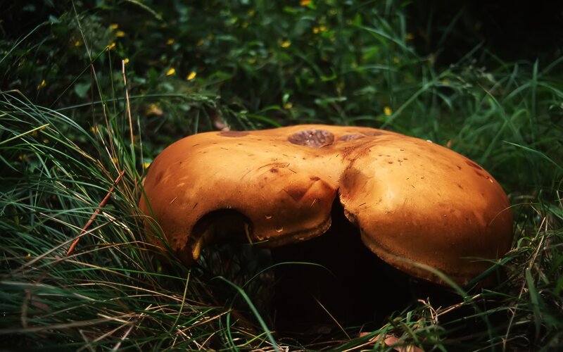 Large mushroom in grass
