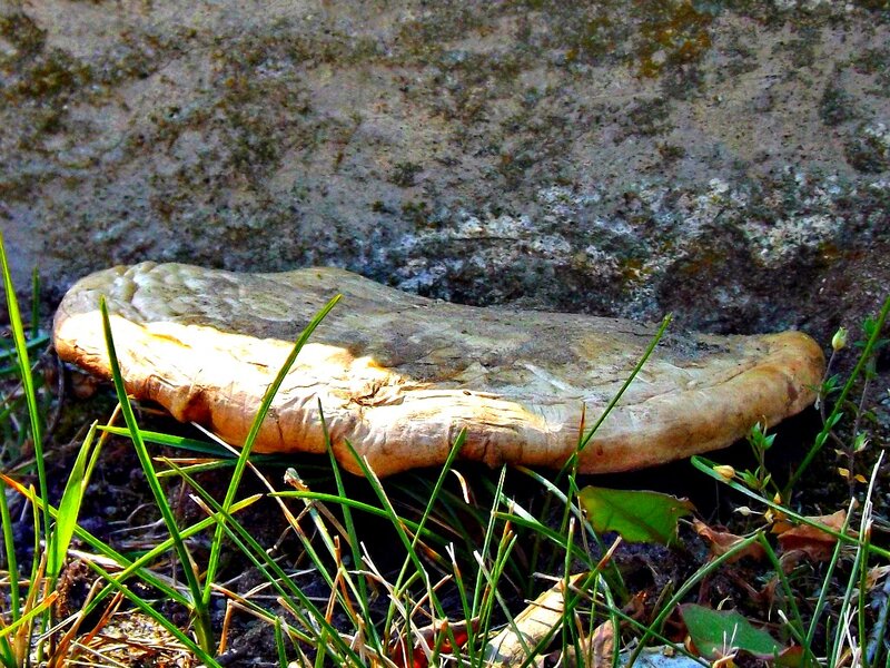 Large Mushroom on Ground
