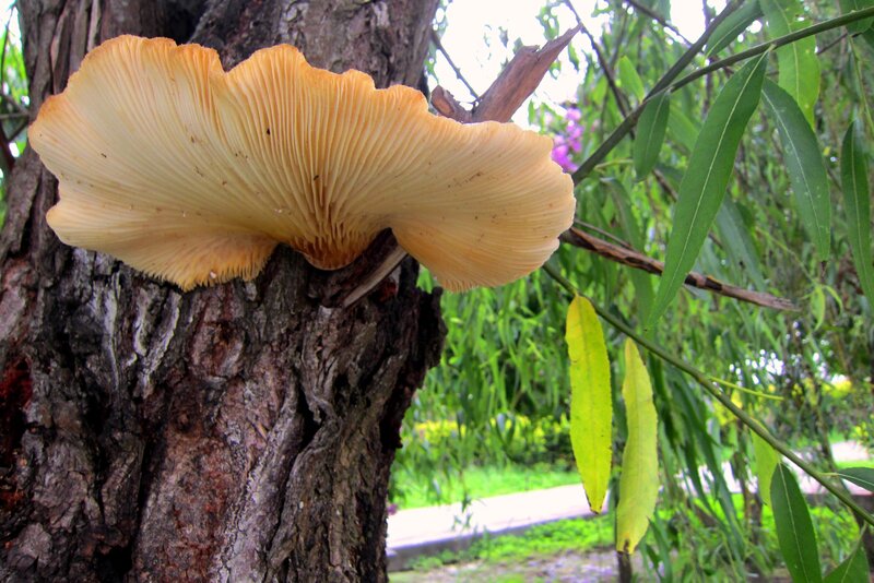 Large Mushroom on Tree — Brown