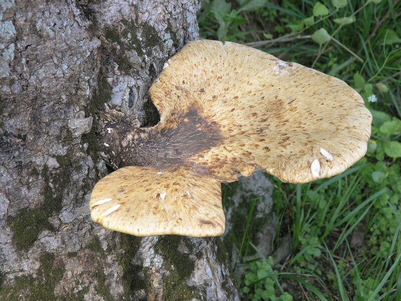 Large Mushroom on Tree