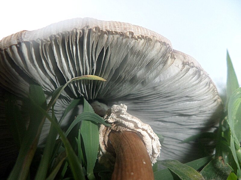 Large Mushroom Undercap