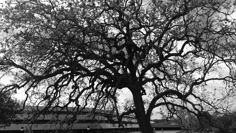 Large Oak Tree — Black, Dramatic