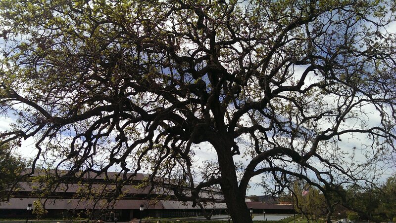 Large Oak Tree — Brown