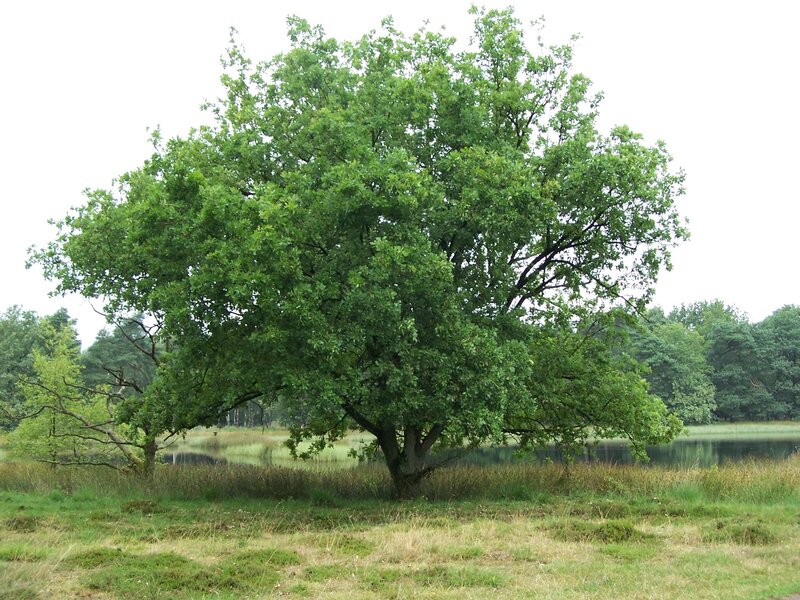 Large oak tree by a pond