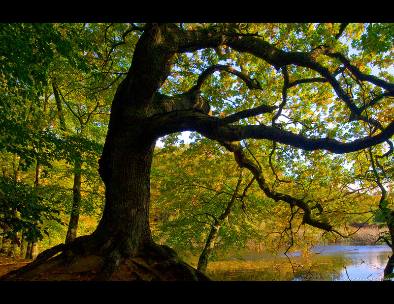 Large Oak Tree by Lake — Green