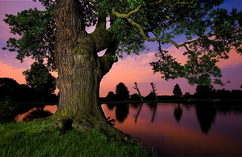 Large Oak Tree by Lake