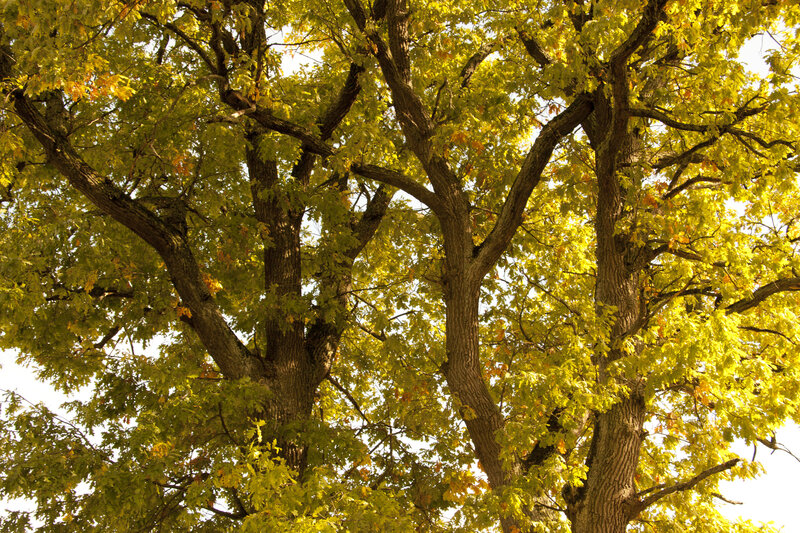 Large Oak Tree Canopy