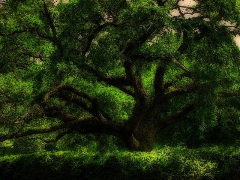 Large Oak Tree — Green, Dramatic