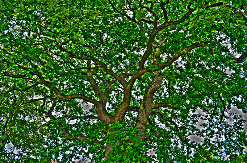 Large Oak Tree — Green, Serene, Afternoon, Photograph, Branches