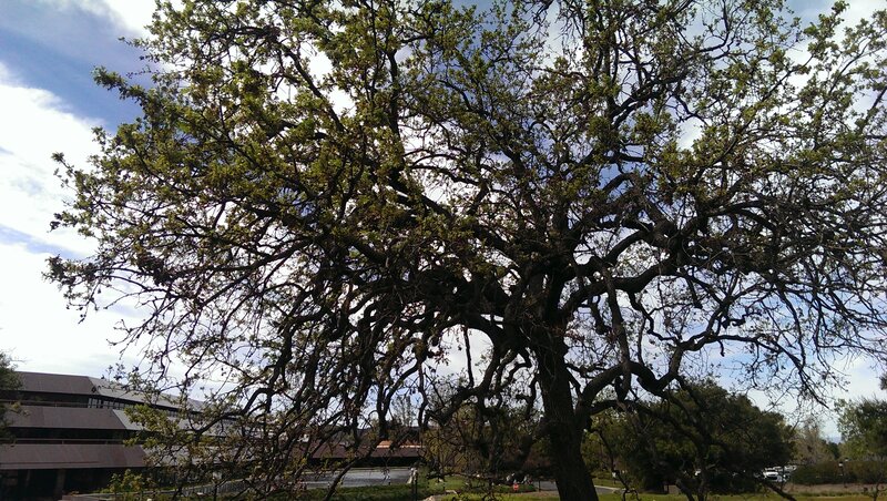 Large Oak Tree — Green, Serene, Afternoon, Photograph, Building
