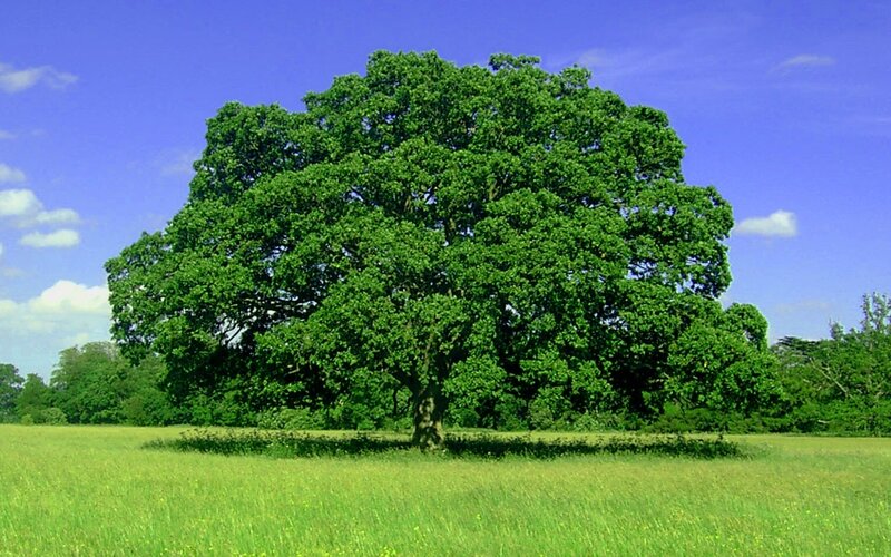Large Oak Tree — Green, Serene, Afternoon, Photograph, Field