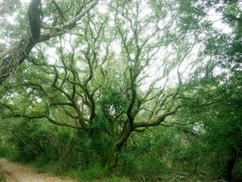 Large Oak Tree — Green, Serene, Afternoon, Photograph, Forest