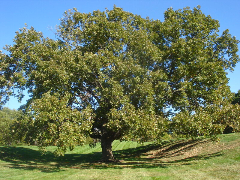 Large Oak Tree — Green, Serene, Afternoon, Photograph