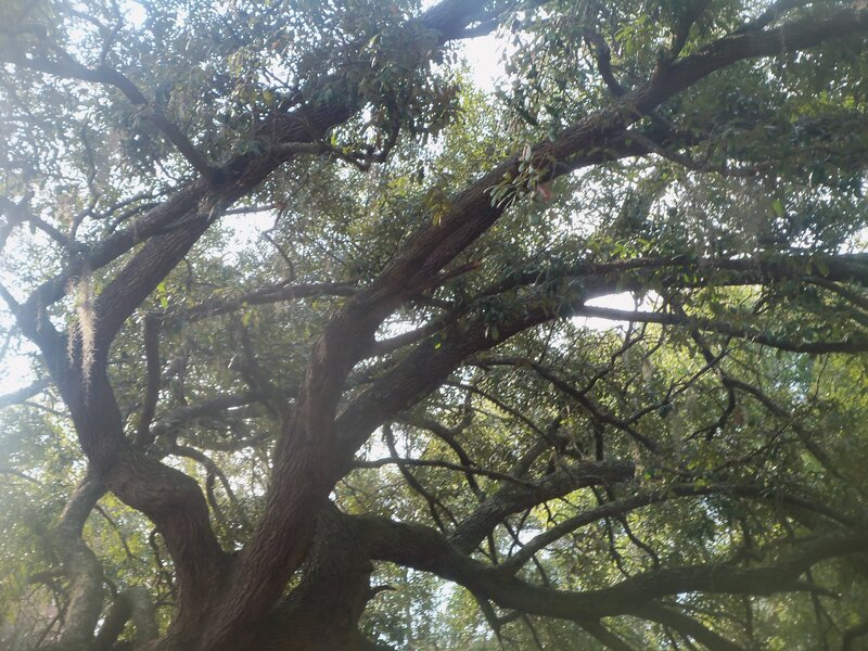Large Oak Tree — Green, Serene, Afternoon