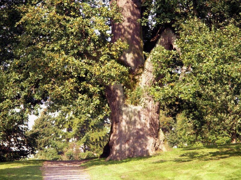 Large Oak Tree — Green, Serene