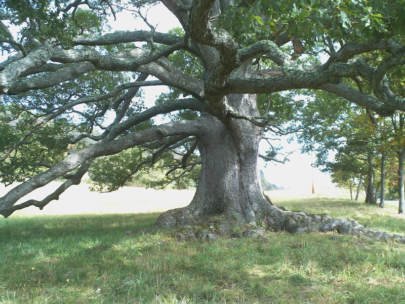 Large Oak Tree — Green